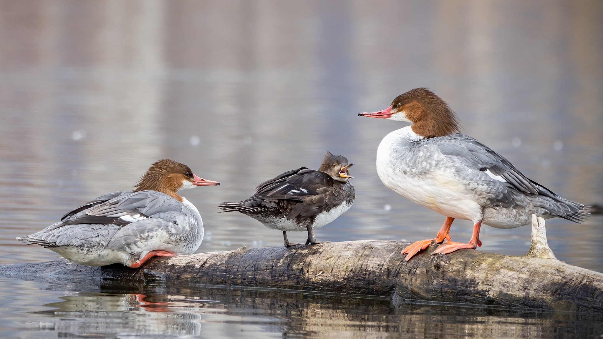 Female Merganser at Munson Pond